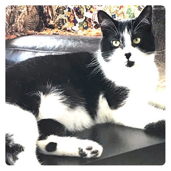 Meet your Posher, Lau - Picture 1 of 1